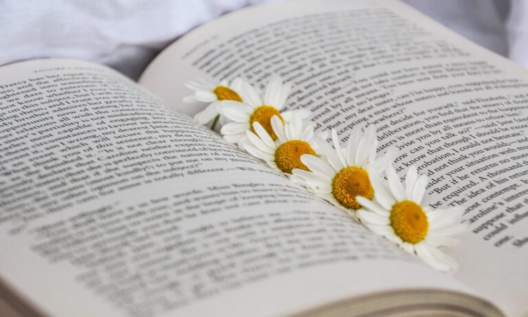 open book daisy