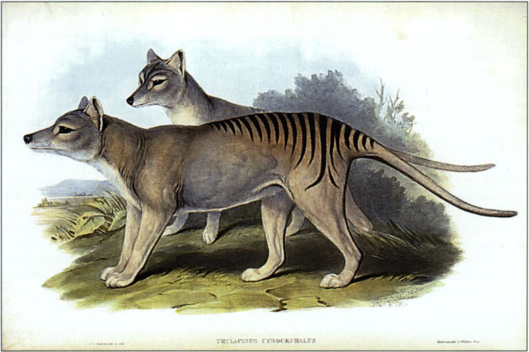 Tasmanian Tiger Goulds The Mammals of Australia 1863