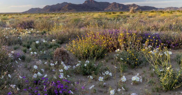 urlhttps3A2F2Fcalifornia times brightspot.s3.amazonaws.com2F152Fdd2F406ba77640c5ae1ad5371dc4696b2F1 credit bob wick chuckwalla mule mountains wildflowers